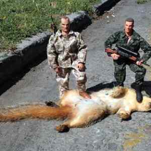 Obrázek 'Dead big squirrel'