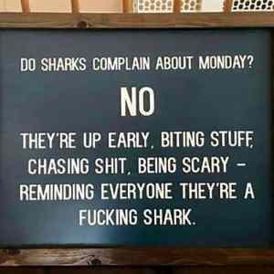 Obrázek 'Do Sharks Complain About Monday'