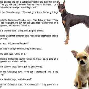 Obrázek 'Doberman vs Chihuahua'