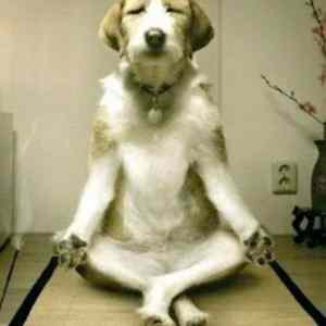 Obrázek 'Dog yoga 19-03-2012'