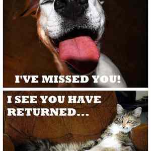 Obrázek 'Dogs vs cats - emotions 21-01-2012'