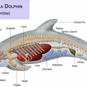 Obrázek 'Dolphin Lungren'