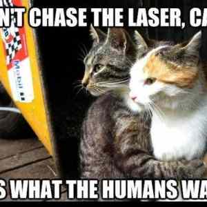 Obrázek 'Don t Chase The Laser'