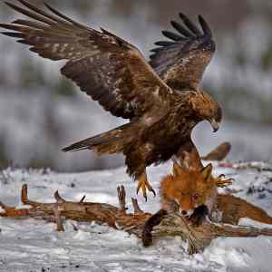 Obrázek 'Eagle killing fox'