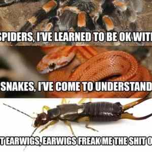 Obrázek 'Earwigs'