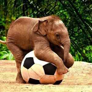 Obrázek 'Elephant soccer'