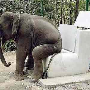 Obrázek 'Elephant toilet'