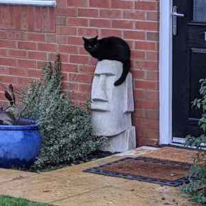 Obrázek 'Elvis the cat'