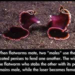 Obrázek 'Flatworms'