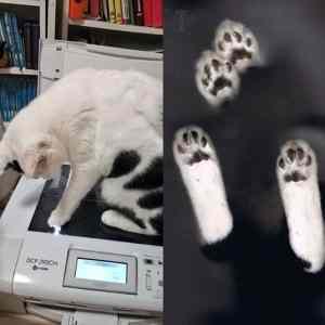 Obrázek 'Funny-cat-scan  '