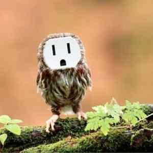 Obrázek 'Funny owl'