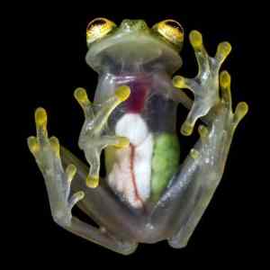 Obrázek 'Glass Frog'