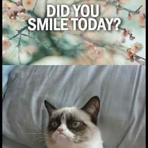 Obrázek 'Grumpy cat and a smile '