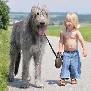 Obrázek 'Hairy and Harry go for a walk'