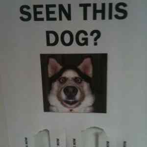 Obrázek 'Have you seen this dog'