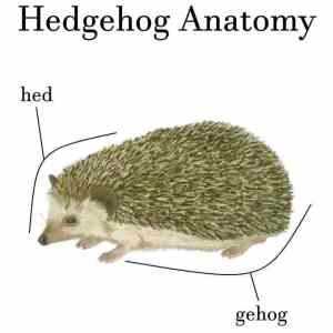 Obrázek 'Hedgehog anatomy'