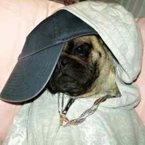 Obrázek 'Hip Hop dog'