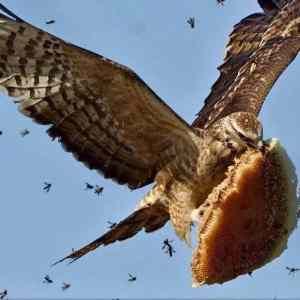 Obrázek 'Honeycomb-thief-with-bees-in-hot-pursuit'