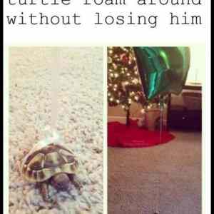 Obrázek 'How Not To Lose Your Turtle'