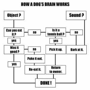 Obrázek 'How a dogs brain works 09-03-2012'