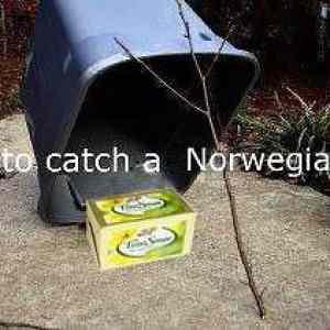Obrázek 'How to catch a Norwegian 20-12-2011'