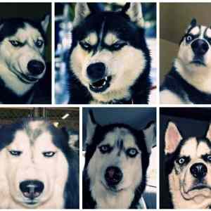 Obrázek 'Huskies faces'