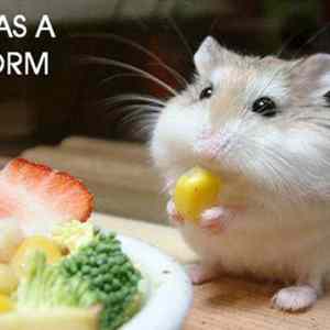 Obrázek 'I has corm'