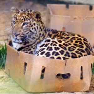 Obrázek 'If It Fits I Sits'