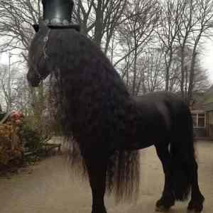 Obrázek 'If Slash was a horse'