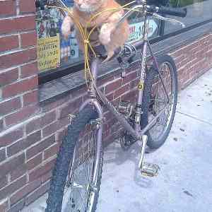 Obrázek 'Just A Cat Chillin On A Bike'