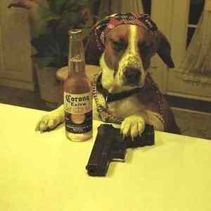 Obrázek 'Just Another Gangsta Dog '