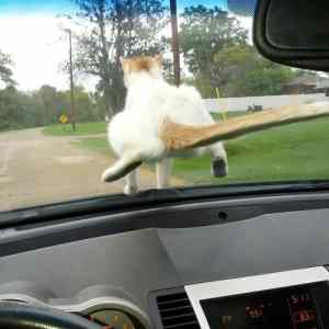 Obrázek 'Just a cat sitting on the car'