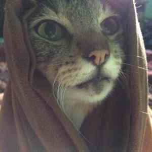 Obrázek 'Khajit has wares if you have coin'