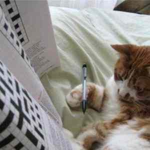 Obrázek 'Kitten crossword'