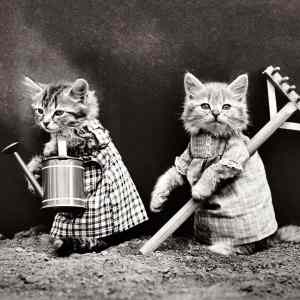 Obrázek 'Kittens spamming internet since 1914-lr'