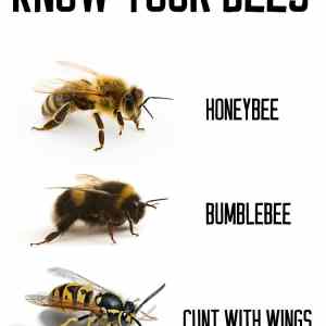 Obrázek 'Know Your Bees  '