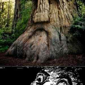 Obrázek 'LOTR - Treebeard'