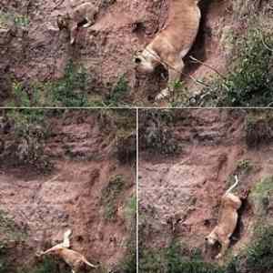 Obrázek 'Lioness Saves Stranded Cub'