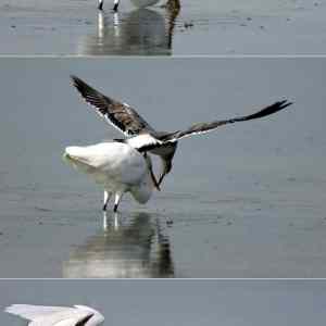 Obrázek 'Mid-Air Acrobatics to Steal a Shrimp'