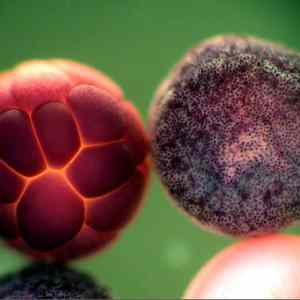 Obrázek 'Mikrokosmos - zabi embryo'