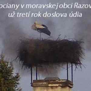 Obrázek 'Milovane bociany'