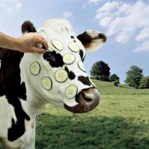 Obrázek 'Modern Cow'