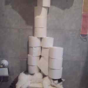 Obrázek 'Mom asked me to put the toilet paper on the shelf'