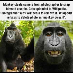 Obrázek 'Monkey Photo799'
