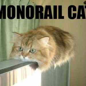 Obrázek 'Monorail Cat'