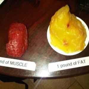 Obrázek 'Muscle - Fat'