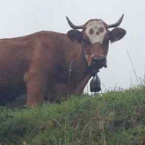 Obrázek 'My Spirit Animal'