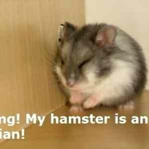 Obrázek 'My hamster'