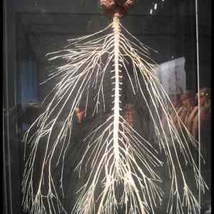 Obrázek 'Nervous System'