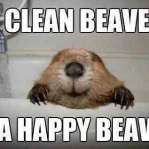 Obrázek 'Never-forget-to-bath-yout-beaver'